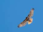 Red-tailed hawk, Bernardo Wildlife Area, New Mexico Art Print